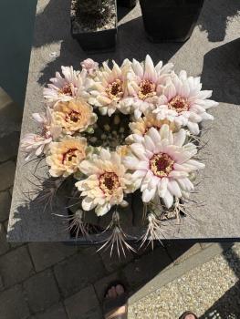 Gymnocalycium saglionis